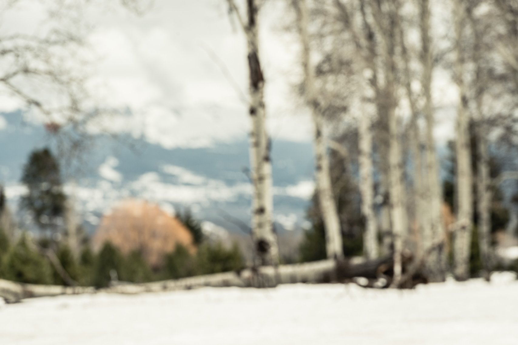 In the Mountains | Aspens