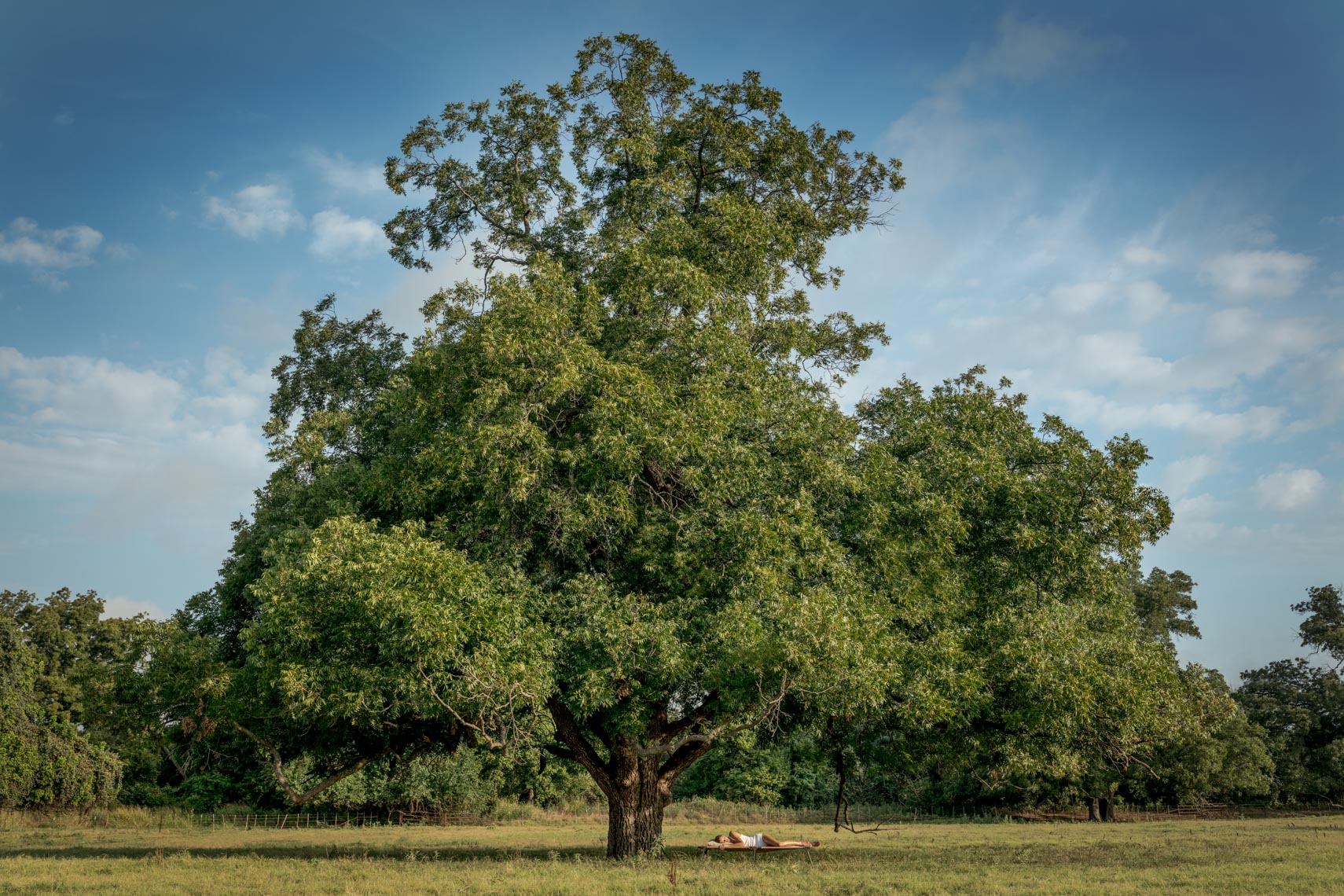 Cot Under Shade Tree